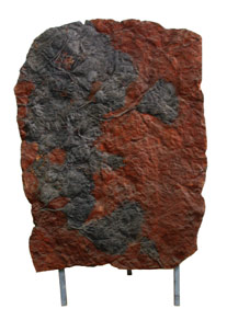 moroccoan crinoid : image 1 0f 1 thumb