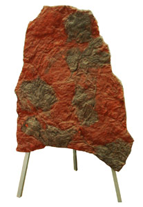 Crinoides du Maroc : image 1 0f 1 thumb