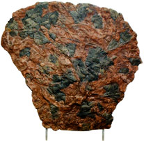 Gigantesque plaque de Crinoides : image 1 0f 1 thumb