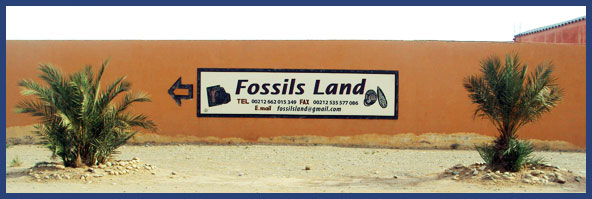 Fossilsland Erfoud
