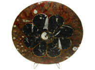 Table empreinte fossilifère